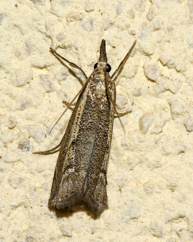 Crambidae